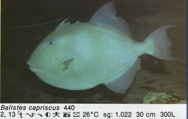 Balistes capriscus